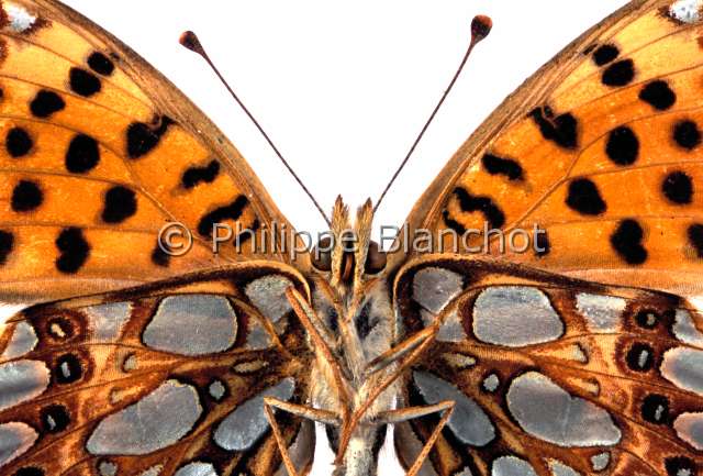 Issoria lathonia.JPG - Issoria lathonia (Portrait en contre plongee)Petit nacreQueen of Spain FritillaryLepidopteraNymphalidaeFrance